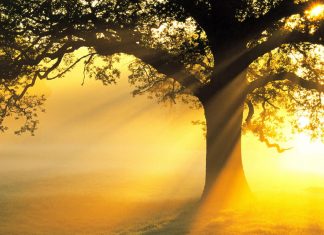 J’invite la Lumière à jouer