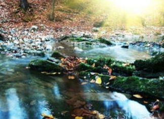 Conscient du Mouvement et de la Lumière
