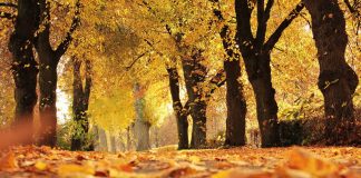 Nous allons dégager le chemin