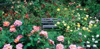 La Claire Vue, la Juste Voie