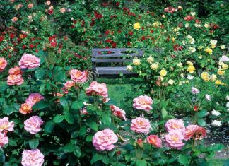 La Claire Vue, la Juste Voie