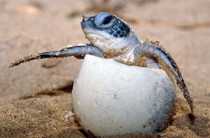 bebe tortue