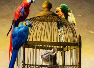 Est-ce que vos protections vous aident ou vous limitent?