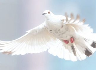 Un message important avant les événements à venir