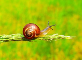Votre Coeur de Lumière et la Patience