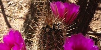 Vous avez des défis à relever ? Voyez les opportunités !