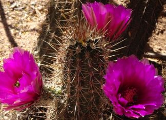 Vous avez des défis à relever ? Voyez les opportunités !