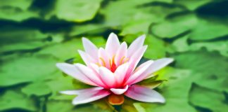 Votre Coeur de Lumière et les attentes