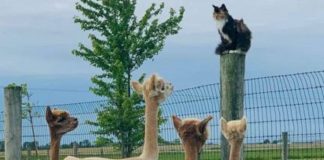 Message aux Travailleurs de Lumière – 7 juin 2019