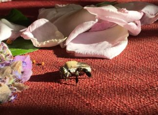 Votre but réel dans la vie