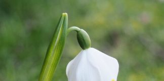 Ne craignez pas les conspirations