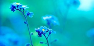 Bénédictions de Lumière Rayonnante