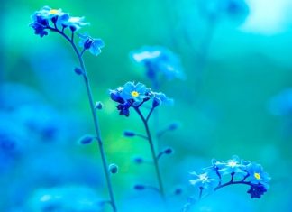 Bénédictions de Lumière Rayonnante