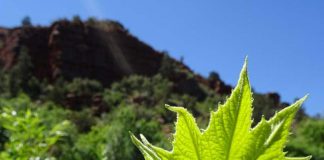 Se pardonner soi-même….