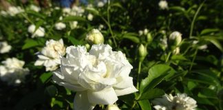 Appel à la Présence