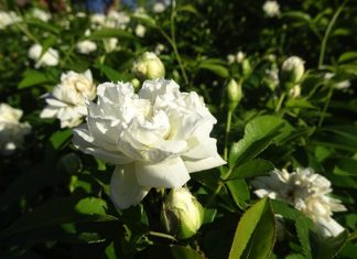 Appel à la Présence