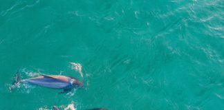 Le processus relationnel : Jour 10 – Remercier tous les êtres qui guérissent