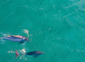 Le processus relationnel : Jour 10 – Remercier tous les êtres qui guérissent