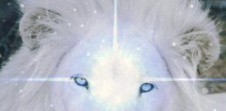 8/8 Portail du Lion 2019 : L’incarnation complète de l’âme alors que nous entrons dans le cycle créatif de 2019/20