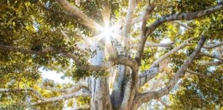 Observez la supercherie