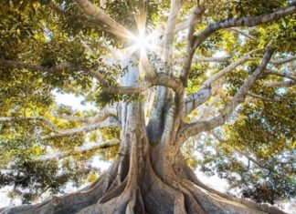 Observez la supercherie