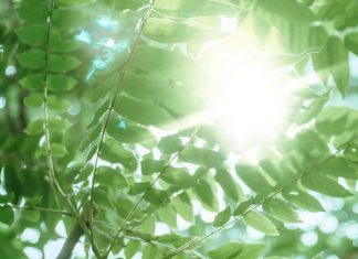 Messages des Fées et Gaïa