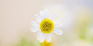 Tout le monde offre un cadeau