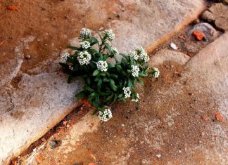 Le Créateur – Beauté….
