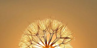 Oromasis – Prince du Feu Sacré