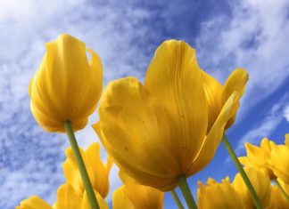 Vous avez toutes les raisons de célébrer