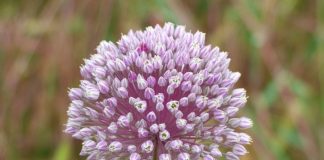 Guérir des maladies ici ou dans l’au delà (2/3)