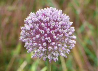 Guérir des maladies ici ou dans l’au delà (2/3)