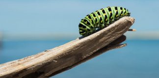 Ne cessez jamais de vous métamorphoser