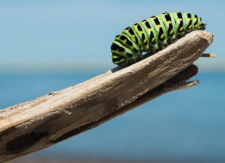 Ne cessez jamais de vous métamorphoser