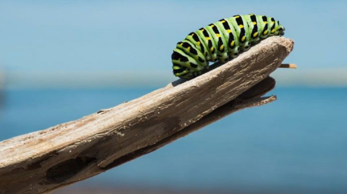 métamorphose-chenillle