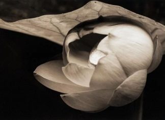 Le Créateur – Quel Est Le Plan ?