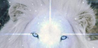 8/8 la porte du Lion 2019 : L’incarnation complète de l’âme alors que nous entrons dans le cycle créatif de 2019/20