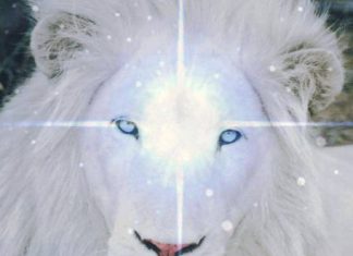 8/8 la porte du Lion 2019 : L’incarnation complète de l’âme alors que nous entrons dans le cycle créatif de 2019/20