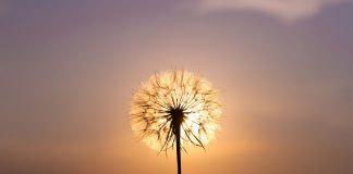 Qu’est-ce que la Sagesse ?