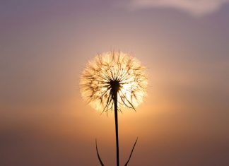 Qu’est-ce que la Sagesse ?