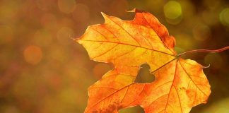 Automne 2019 : Un cycle de repli Énergétique