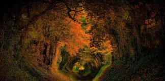 Quand l’amour survient