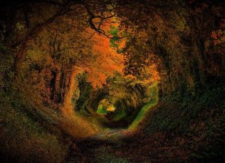 Quand l’amour survient