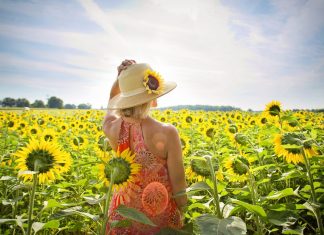 C’est le moment de la récolte