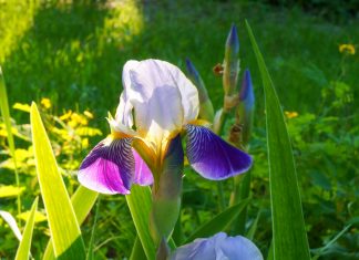 Saint Germain – Que signifie la guérison