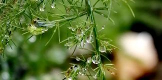 Guidance des Maîtres des lieux…