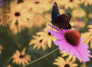 Que ton travail devienne une activité de vie de joie et d’amour !