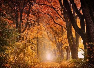 Les Pléiadiens – N’oubliez pas la Joie !