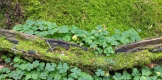 Tout désir est pour la paix