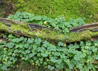 Tout désir est pour la paix